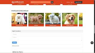 Akita Inu Fiyat - Yavru, Satılık & Sahiplendirme İlanları | patibul.co