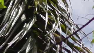 preview picture of video 'Cuban Grassquit, Cuba, 07 April 2013'