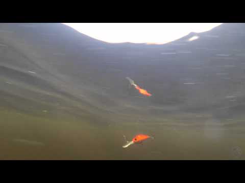 ZipBaits B-Switcher Midget MDR 4.3cm 7g 070 F