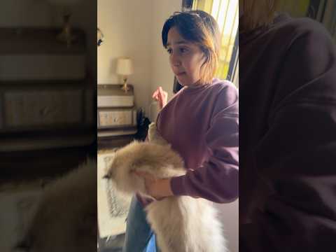 هاي قطه مجنونه #جوجو #كنان #اكسبلور #funny #comedy #