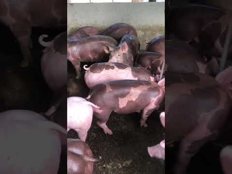 Granja gf suinos em Itapipoca Ce a máquina da suinocultura do nordeste 🚀🚀🚀🚀🚀