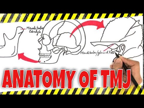 Anatomy of TMJ (Temporomandibular Joint)