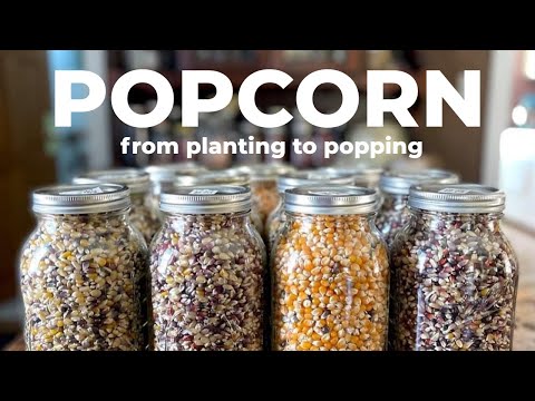 Complete guide to GROWING POPCORN! (From planting to popping!)