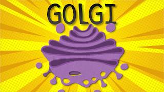 Golgi Apparatus: Structure and Functions Explained in 9 Minutes
