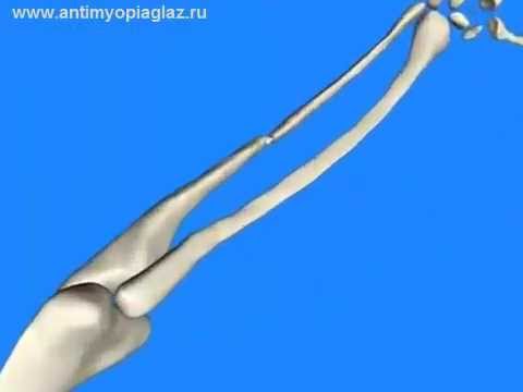 Тахикардия грудной отдел позвоночника Лекция о остеохондрозе