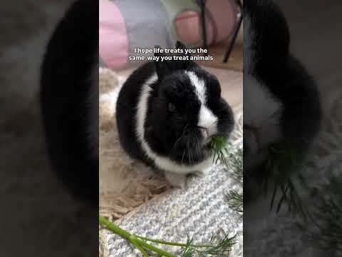 PayPal link in my bio #unitedstates #unitedkingdom #california #blackamericans #usa #losangeles