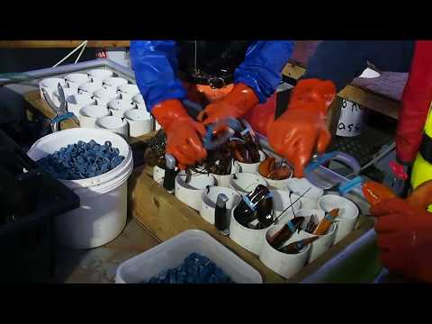 Hauling Lobster Traps June 7, 2017 part 2