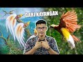 Wujud Ke Burung Cenderawasih