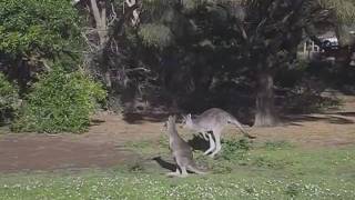 preview picture of video 'Canguros australia : Tower Hill State Game Reserve'