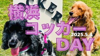 【イベント参加#4】2025.5.4 横浜コッカーDAY　イングリッシュコッカースパニエル 「みみ」の気持ち