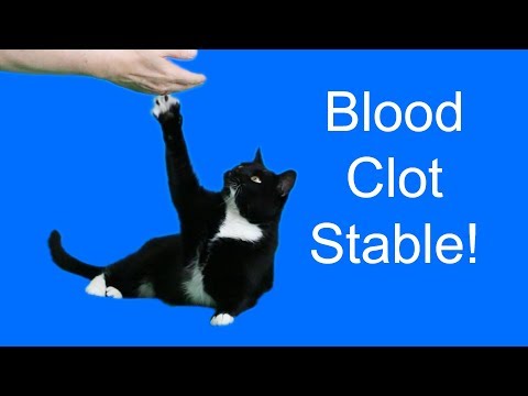 My cat's blood clot is stable! 👍