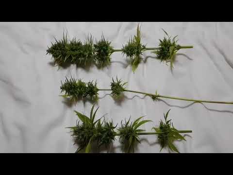 UKFN 2019 - Mini Buds