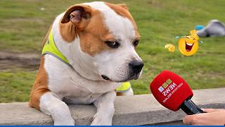 You Can’t Stop Laughing At These Dogs 🤣 | Try Not To Laugh! gameplay video by CPADS, 73:29 duration