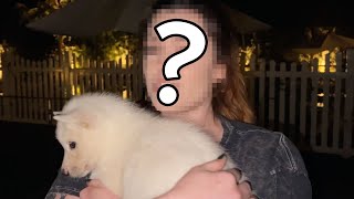 Convincing a YouTuber to Adopt My Foster Puppy Behind Her BF's Back!