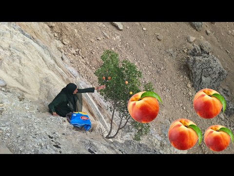 Long Journey: Fariba for Mountain Fruits; 🍑🍑 Return to Zulma for ....