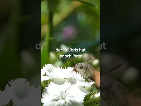 Kolibris sind faszinierende Tiere #wissen #funfact #tiere #nature #tierwelt #shorts #kolibri