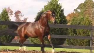 preview picture of video 'DA JOSIAH 2005 NATIONAL CHAMPION Arabian Stallion by BEY SHAH'