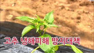 고추를 일찍 심었는데 갑자기 추워지면 어쩌지요. 고추 냉해피해 대책