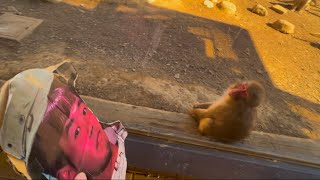 おさる vs 野獣先輩