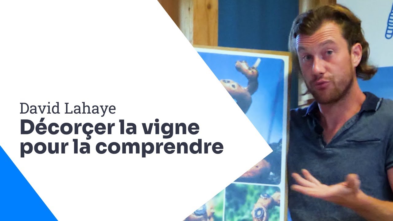 Le décorçage : observer et contempler le bois vivant !