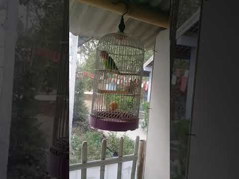 Lovebird belajar bunyi