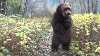 Animatronic Bear Suit By SFX Studio Inc. Available for rental