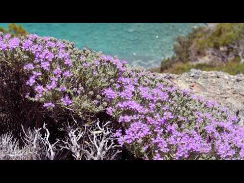 Traditional songs of the British - THE SPRING OF THYME,(The bold grenadier ) - The Cambridge Singers