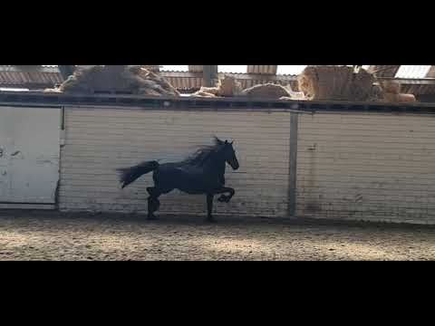 Stal Okkema's Rykman - Wimer x Haitse - Star + sport Stallion - 2013 - 1.67m