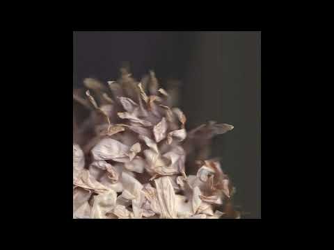 Indefinite Pitch premieres. Doltz - Sayu [Muzan Editions]