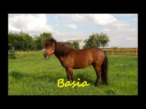 Stajnia Pod Świerkami