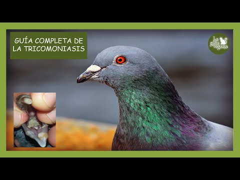 , title : 'TRICOMONAS EN PALOMAS Y TÓRTOLAS | TODO SOBRE LA TRICOMONIASIS | TRATAMIENTO EFICAZ |LA GATA VEGANA'