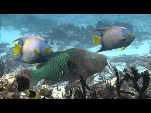 KEMAL MONTENO - Sentimentalna