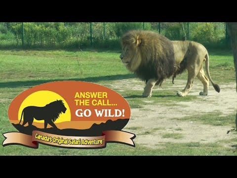 download lagu mp3 mp4 African Safari Toronto, download lagu African Safari Toronto gratis, unduh video klip African Safari Toronto