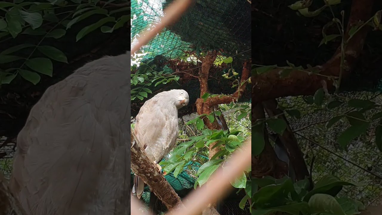 Video 497a43f8 3cf1 4628 b525 0ad79305e150