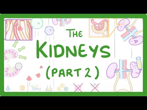 Biology Structure of the Kidneys Kidneys Part 2 3 28