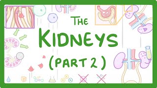 GCSE Biology - Structure of the Kidneys - (Kidneys Part 2/3)
