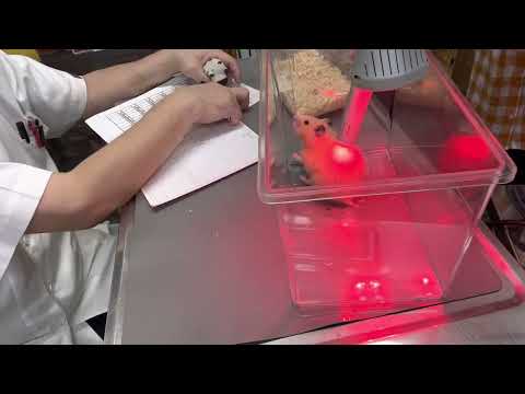 私のハムスターが麻痺しているのはなぜですか?