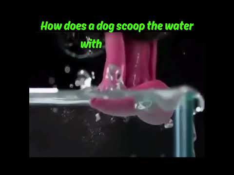 How does a dog scoop the water with his tongue, How dog drinks water?