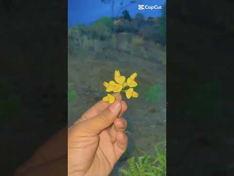 Life is so colourful so enjoy it#pashtosong #youtubeshorts #flour