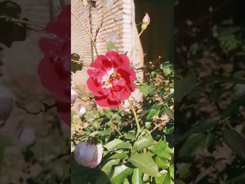 hermosas abejas 😍🌸🐝🐝 #cordillera #emboscada #abejita #rosas