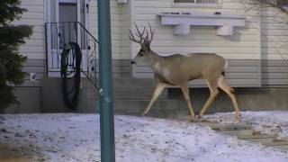 preview picture of video 'Cranbrook Mule Deer Buck'