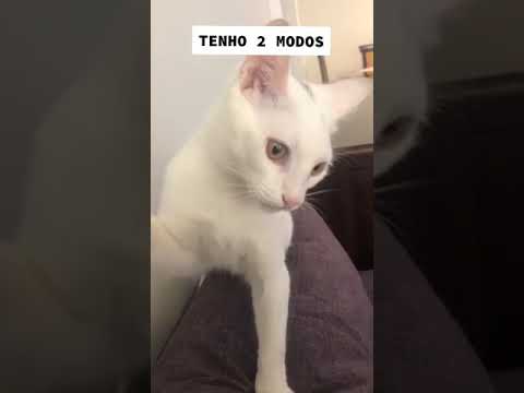 angel vs waker: cute cat (dual mode) - cat of tiktok, cutecat by yukineko
