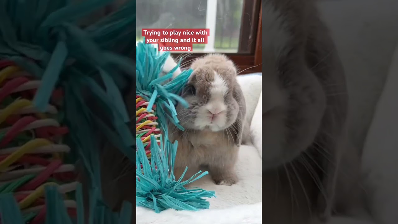 Keep your pet hoppy with ALL the toys! 🐰 Save $10 off $50+ with Free Same-Day Delivery thru 8/6