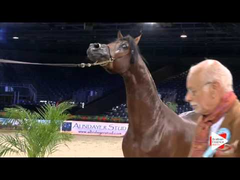 N.107 CADANCE PA - Paris 2015 - Colts 2-3 years old (Class CM5 B)