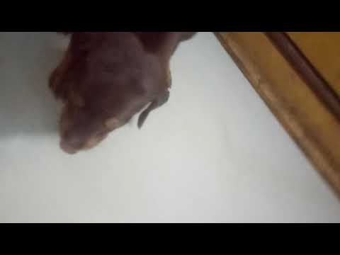 Doberman cute pupes for sale