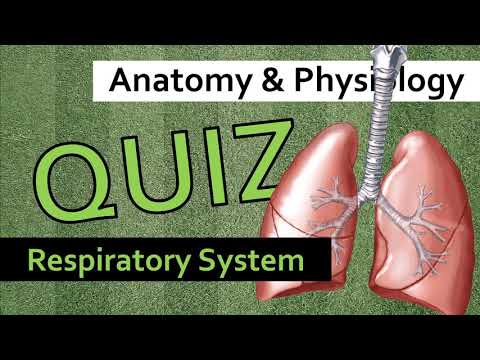 QUIZ: Respiratory System | Anatomy & Physiology