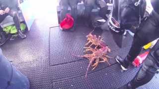 preview picture of video 'AOS Club Dive - Far Side Crayfish Season Opener'