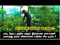 காராமணி செடியா கொடியா பந்தல் இல்லாமல