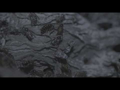 Kaltes Tal - Trailer