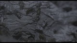 Kaltes Tal - Trailer